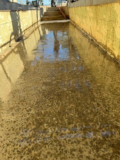 Cow Shed before NZ Grinders Tauranga